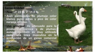Ganso Embden
• Peso: ♂: 22 lb. ♀: 19.8 lb
• Aves palmípedas de plumaje color
blanco puro, patas y pico de color
naranja intenso.
• Uso principal: Es adecuado para la
producción cárnica y de plumas;
aunque también es muy utilizado
como una línea masculina en la
producción de un ganso comercial
mestizo.
 