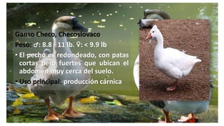 Ganso Checo, Checoslovaco
Peso: ♂: 8.8 - 11 lb. ♀: < 9.9 lb
• El pecho es redondeado, con patas
cortas pero fuertes que ubican el
abdomen muy cerca del suelo.
• Uso principal: producción cárnica
 