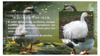 Ganso Sebastopol
Peso: ♂: 11 – 13.2 lb; ♀: 9.9 - 12.1 lb.
• El color del plumaje es blanco, aunque
también se reconocen ejemplares con
tonalidades combinas blanco puro con
color café ligero.
• Uso principal: producción de plumas.
 