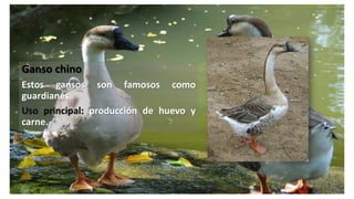Ganso chino
Estos gansos son famosos como
guardianes.
Uso principal: producción de huevo y
carne.
 