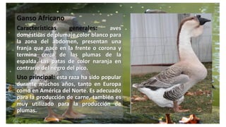 Ganso Africano
Características generales: aves
domésticas de plumaje color blanco para
la zona del abdomen, presentan una
franja que nace en la frente o corona y
termina cerca de las plumas de la
espalda. Las patas de color naranja en
contrario del negro del pico.
Uso principal: esta raza ha sido popular
durante muchos años, tanto en Europa
como en América del Norte. Es adecuado
para la producción de carne, también es
muy utilizado para la producción de
plumas.
 