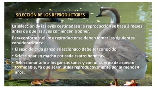 SELECCIÓN DE LOS REPRODUCTORES
La selección de las aves destinadas a la reproducción se hace 2 meses
antes de que las aves comiencen a poner.
Para conformar el lote reproductor se deben tomar las siguientes
consideraciones:
• El sexo de cada ganso seleccionado debe ser conocido.
• Seleccionar un macho por cada cuatro hembras.
• Seleccionar solo a los gansos sanos y con un cuerpo de aspecto
formidable, ya que serán útiles reproductivamente por al menos 4
años.
SELECCIÓN DE LOS REPRODUCTORES
 