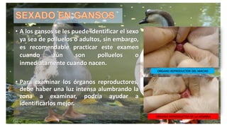 • A los gansos se les puede identificar el sexo
ya sea de polluelos o adultos, sin embargo,
es recomendable practicar este examen
cuando aún son polluelos o
inmediatamente cuando nacen.
• Para examinar los órganos reproductores,
debe haber una luz intensa alumbrando la
zona a examinar, podría ayudar a
identificarlos mejor.
ORGANO REPRODUCTOR DEL MACHO
ORGANO REPRODUCTOR DE LA HEMBRA
 