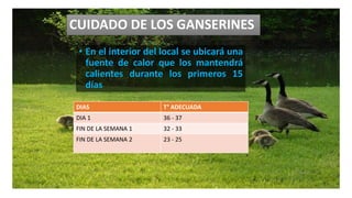 • En el interior del local se ubicará una
fuente de calor que los mantendrá
calientes durante los primeros 15
días
CUIDADO DE LOS GANSERINES
DIAS T° ADECUADA
DIA 1 36 - 37
FIN DE LA SEMANA 1 32 - 33
FIN DE LA SEMANA 2 23 - 25
 