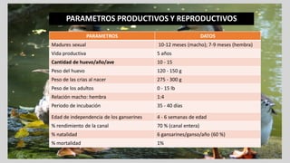 PARAMETROS PRODUCTIVOS Y REPRODUCTIVOS
PARAMETROS DATOS
Madures sexual 10-12 meses (macho); 7-9 meses (hembra)
Vida productiva 5 años
Cantidad de huevo/año/ave 10 - 15
Peso del huevo 120 - 150 g
Peso de las crias al nacer 275 - 300 g
Peso de los adultos 0 - 15 lb
Relación macho: hembra 1:4
Periodo de incubación 35 - 40 días
Edad de independencia de los ganserines 4 - 6 semanas de edad
% rendimiento de la canal 70 % (canal entera)
% natalidad 6 gansarines/ganso/año (60 %)
% mortalidad 1%
 