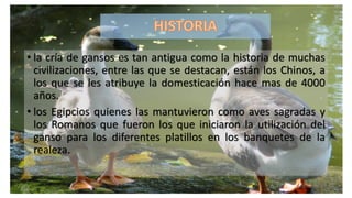 • la cría de gansos es tan antigua como la historia de muchas
civilizaciones, entre las que se destacan, están los Chinos, a
los que se les atribuye la domesticación hace mas de 4000
años.
• los Egipcios quienes las mantuvieron como aves sagradas y
los Romanos que fueron los que iniciaron la utilización del
ganso para los diferentes platillos en los banquetes de la
realeza.
 