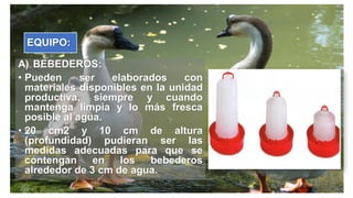 EQUIPO:
A) BEBEDEROS:
• Pueden ser elaborados con
materiales disponibles en la unidad
productiva, siempre y cuando
mantenga limpia y lo más fresca
posible al agua.
• 20 cm2 y 10 cm de altura
(profundidad) pudieran ser las
medidas adecuadas para que se
contengan en los bebederos
alrededor de 3 cm de agua.
 