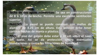 • Techo de dos aguas asimétricas: Se usa en construcciones
de 8 a 10 m de ancho. Permite una excelente ventilación
superior.
• PAREDES: La pared se puede construir con mallas de
alambre de 4.25 cm de altura. Esta porción debe tener
cortinas hechas de manta o plástico.
• PISO: El piso del galpón debe estar a 20 cm sobre el nivel
del suelo. Así se da protección contra eventuales
inundaciones y contra las filtraciones de humedad.
 