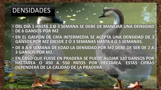 DENSIDADES
• DEL DIA 1 HASTA 2 O 3 SEMANA SE DEBE DE MANEJAR UNA DENSIDAD
DE 6 GANSOS POR M2
• EN EL GALPÓN DE CRÍA INTERMEDIA SE ACEPTA UNA DENSIDAD DE 3
GANSOS POR M2 (DESDE 2 Ó 3 SEMANAS HASTA 4 Ó 5 SEMANAS.
• DE 8 A 9 SEMANA DE EDAD LA DENSIDAD POR M2 DEBE DE SER DE 2 A
3 GANSOS POR M2.
• EN CASO QUE FUESE EN PRADERA SE PUEDE ALOJAR 120 GANSOS POR
HECTÁREA O 450 A 550 PATOS POR HECTÁREA. ESTAS CIFRAS
DEPENDERÁ DE LA CALIDAD DE LA PRADERA
 