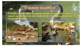 • El medio acuático para los gansos puede ser artificial o natural. El
espacio aproximado de este medio es de 1 m2 /ganso, y de unos 75
cm de profundidad.
 