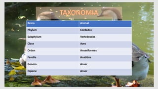Reino Animal
Phylum Cordados
Subphylum Vertebrados
Clase Aves
Orden Anseriformes
Familia Anatidos
Genero Anser
Especie Anser
 
