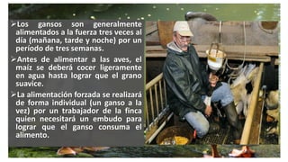 Los gansos son generalmente
alimentados a la fuerza tres veces al
día (mañana, tarde y noche) por un
período de tres semanas.
Antes de alimentar a las aves, el
maíz se deberá cocer ligeramente
en agua hasta lograr que el grano
suavice.
La alimentación forzada se realizará
de forma individual (un ganso a la
vez) por un trabajador de la finca
quien necesitará un embudo para
lograr que el ganso consuma el
alimento.
 