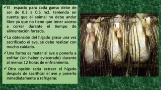 El espacio para cada ganso debe de
ser de 0.3 a 0.5 m2. teniendo en
cuenta que el animal no debe andar
libre ya que no tiene que tener acceso
a correr durante el tiempo de
alimentación forzada.
La obtención del hígado graso una vez
sacrificado el ave, se debe realizar con
mucho cuidado.
Una forma es matar al ave y ponerla a
enfriar (sin haber eviscerado) durante
al menos 12 horas de enfriamiento.
 Otra opción sería extraer el hígado
después de sacrificar el ave y ponerlo
inmediatamente a refrigerar.
 