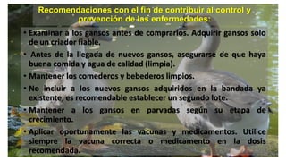Recomendaciones con el fin de contribuir al control y
prevención de las enfermedades:
• Examinar a los gansos antes de comprarlos. Adquirir gansos solo
de un criador fiable.
• Antes de la llegada de nuevos gansos, asegurarse de que haya
buena comida y agua de calidad (limpia).
• Mantener los comederos y bebederos limpios.
• No incluir a los nuevos gansos adquiridos en la bandada ya
existente, es recomendable establecer un segundo lote.
• Mantener a los gansos en parvadas según su etapa de
crecimiento.
• Aplicar oportunamente las vacunas y medicamentos. Utilice
siempre la vacuna correcta o medicamento en la dosis
recomendada.
 