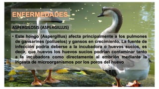 • Este hongo (Aspergillus) afecta principalmente a los pulmones
de gansarines (polluelos) y gansos en crecimiento. La fuente de
infección podría deberse a la incubadora o huevos sucios, es
decir, que huevos los huevos sucios podrían contaminar tanto
a la incubadora como directamente al embrión mediante la
ingesta de microorganismos por los poros del huevo
ASPERGILOSIS (ASPERGILLUS)
 