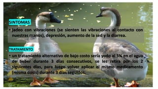 • jadeo con vibraciones (se sienten las vibraciones al contacto con
nuestras manos), depresión, aumento de la sed y la diarrea.
SINTOMAS
• un tratamiento alternativo de bajo costo sería yodo al 5% en el agua
de beber durante 3 días consecutivos, se les retira por los 2
siguientes días, para luego volver aplicar el mismo medicamento
(misma dosis) durante 3 días seguidos.
TRATAMIENTO
 