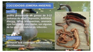COCCIDIOSIS (EIMERIA ANSERIS)
podría presentarse en gansos de 3-12
semanas de edad. Depresión, debilidad,
diarrea, heces blanquecinas, anorexia,
ojos hundidos y alas caídas, son algunos
de los posibles indicios de infección.
SINTOMAS
fármacos que contengan sulfonamida y
coccidiostáticos.
TRATAMIENTO
 