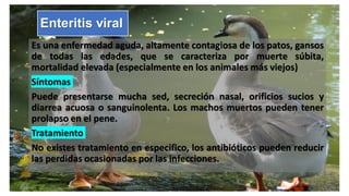 Enteritis viral
Es una enfermedad aguda, altamente contagiosa de los patos, gansos
de todas las edades, que se caracteriza por muerte súbita,
mortalidad elevada (especialmente en los animales más viejos)
Síntomas
Puede presentarse mucha sed, secreción nasal, orificios sucios y
diarrea acuosa o sanguinolenta. Los machos muertos pueden tener
prolapso en el pene.
Tratamiento
No existes tratamiento en especifico, los antibióticos pueden reducir
las perdidas ocasionadas por las infecciones.
 