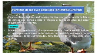 Paratifus de las aves acuáticas (Enteritidis Breslau)
Es una enfermedad que podría aparecer con relativa frecuencia en lotes
de gansos que tienen acceso a charcos o cursos de agua con poco
movimiento o estancados.
Síntomas
inapetencia, excesiva sed, plumaje encrespado y tristeza, complicándose
en una segunda etapa con perturbaciones del equilibrio con avance hacia
una parálisis de las extremidades. Simultáneamente se manifiesta una
diarrea.
 