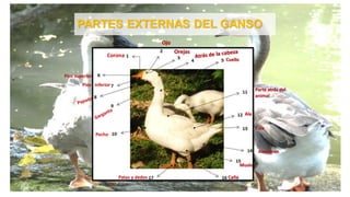 PARTES EXTERNAS DEL GANSO
Corona
Ojo
Orejas
Cuello
Pico inferior
Pico superior
Pecho
Parte atrás del
animal
Ala
Cola
Abdomen
Muslo
Patas y dedos Caña
 