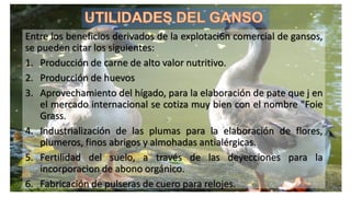 Entre los beneficios derivados de la explotaci6n comercial de gansos,
se pueden citar los siguientes:
1. Producción de carne de alto valor nutritivo.
2. Producción de huevos
3. Aprovechamiento del hígado, para la elaboración de pate que j en
el mercado internacional se cotiza muy bien con el nombre "Foie
Grass.
4. Industrialización de las plumas para la elaboración de flores,
plumeros, finos abrigos y almohadas antialérgicas.
5. Fertilidad del suelo, a través de las deyecciones para la
incorporacion de abono orgánico.
6. Fabricación de pulseras de cuero para relojes.
 