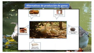 Alternativas de producción de ganso
 