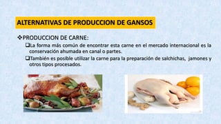 ALTERNATIVAS DE PRODUCCION DE GANSOS
PRODUCCION DE CARNE:
La forma más común de encontrar esta carne en el mercado internacional es la
conservación ahumada en canal o partes.
También es posible utilizar la carne para la preparación de salchichas, jamones y
otros tipos procesados.
 