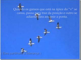 Quando os gansos que está na ápice do “v” se cansa, passa para traz da posição e outro se adianta para assumir a ponta.( Eles partilham a liderança )