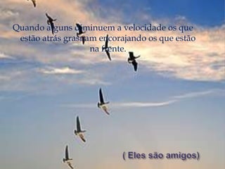 Quando alguns diminuem a velocidade os que estão atrás grasnam encorajando os que estão na frente.( Eles são amigos)