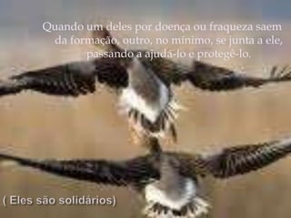 Quando um deles por doença ou fraqueza saem da formação, outro, no mínimo, se junta a ele, passando a ajudá-lo e protegê-lo.( Eles são solidários)
