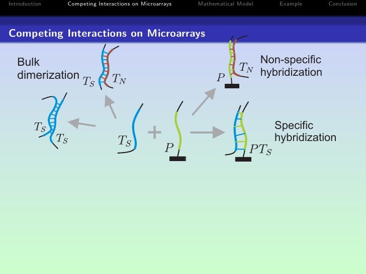 Modeling of Competitive of DNA Hybridization Reactions