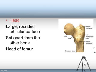 General Anatomy of bones and cartilage ppt | PPT