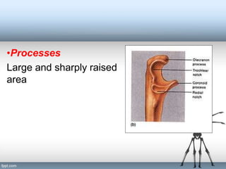 General Anatomy of bones and cartilage ppt | PPT