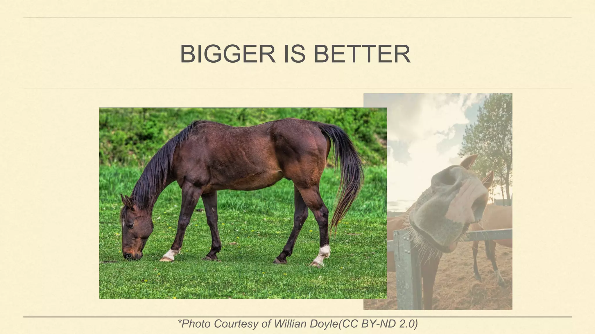 *Photo Courtesy of Willian Doyle(CC BY-ND 2.0)
BIGGER IS BETTER
 