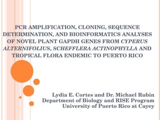 PCR AMPLIFICATION, CLONING, SEQUENCE DETERMINATION, AND BIOINFORMATICS ANALYSES OF NOVEL PLANT GAPDH GENES FROM  CYPERUS ALTERNIFOLIUS ,  SCHEFFLERA ACTINOPHYLLA  AND TROPICAL FLORA ENDEMIC TO PUERTO RICO Lydia E. Cortes and Dr. Michael Rubin Department of Biology and RISE Program University of Puerto Rico at Cayey 