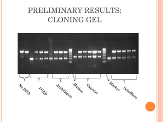 PRELIMINARY RESULTS: CLONING GEL No   DNA pGAP Arabidopsis Marker Cyperus   Marker Schefflera   