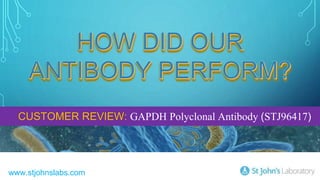 HOW DID OUR
ANTIBODY PERFORM?
CUSTOMER REVIEW: GAPDH Polyclonal Antibody (STJ96417)
 