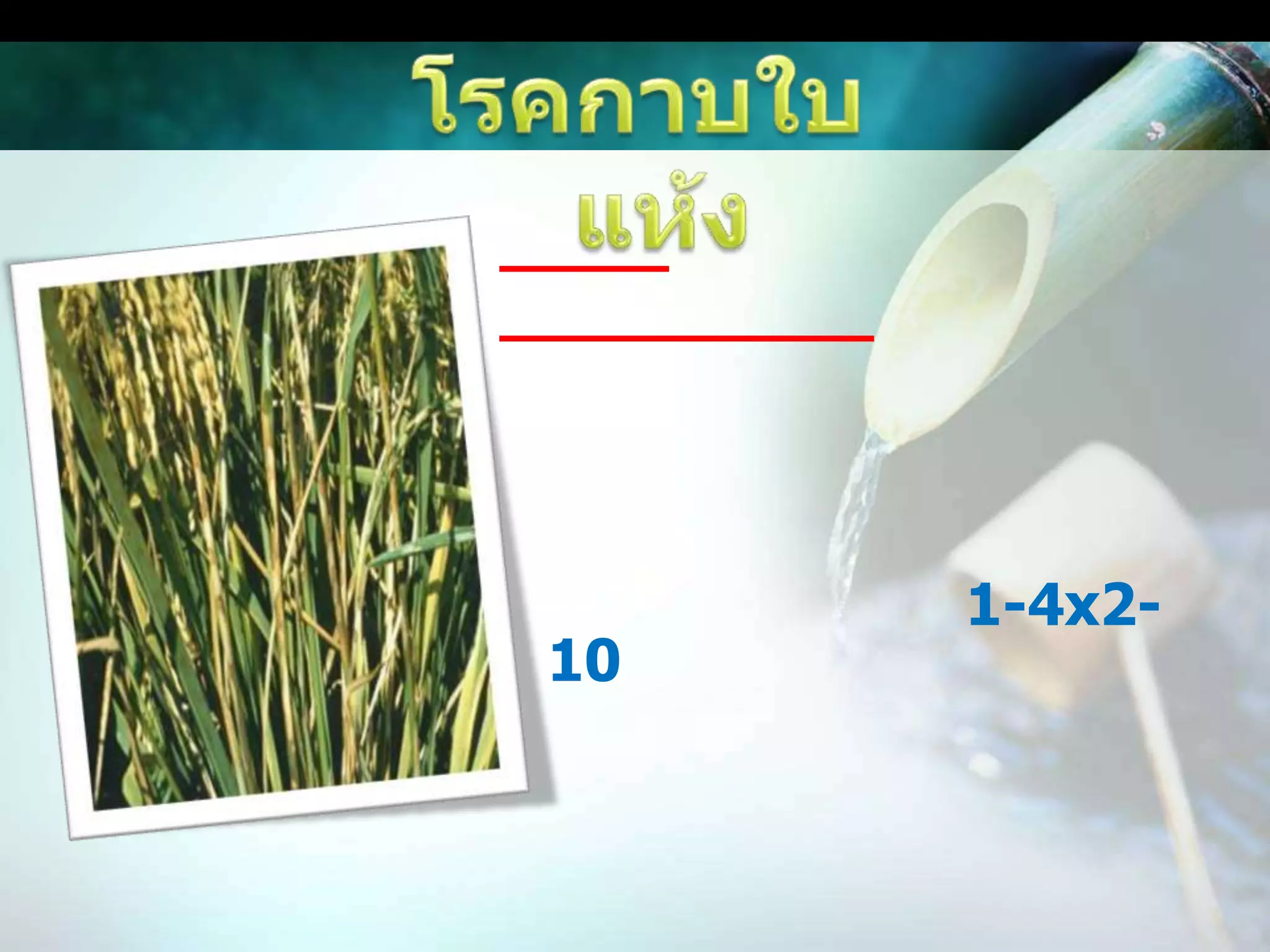 โรคกาบใบแห้งสาเหตุ	เชื้อราลักษณะอาการพบตั้งแต่ระยะแตกกอถึงเก็บเกี่ยวแผลเกิดที่กาบใบใกล้ระดับน้ำมีสีเขียวปนเทาขอบแผลมีสีน้ำตาลขนาด 1-4x2-10 มิลลิเมตรแผลอาจขยายใหญ่มากขึ้นและลุกลามขึ้นไปตามกาบใบใบข้าวและกาบใบธงใบและกาบใบเหี่ยวและแห้งตายถ้าข้าวแตกกอมากต้นเบียดกันแน่นโรคจะระบาดรุนแรงมากขึ้น