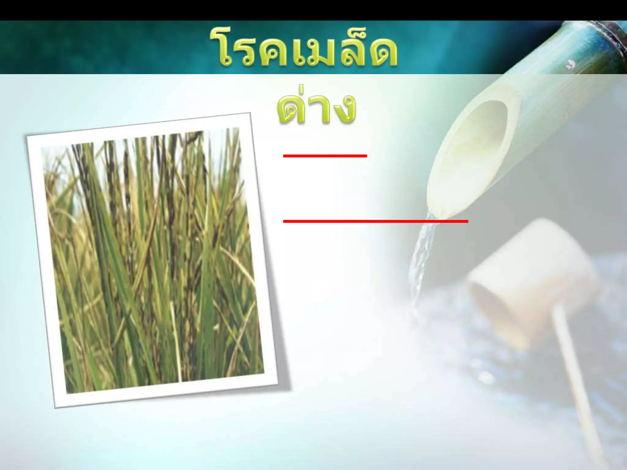 โรคเมล็ดด่างสาเหตุ	เชื้อราหลายชนิดลักษณะอาการอาการที่เด่นชัดคือ รวงข้าวด่างดำ เมล็ดมีรอยแผลเป็นจุดสีน้ำตาลดำ ลายสีน้ำตาล สีเทา หรือทั้งเมล็ดคลุมด้วยเส้นใยสีชมพู บางเมล็ดลีบ และมีสีน้ำตาลดำ ทำให้ผลผลิตและคุณภาพของข้าวเสียหายมาก