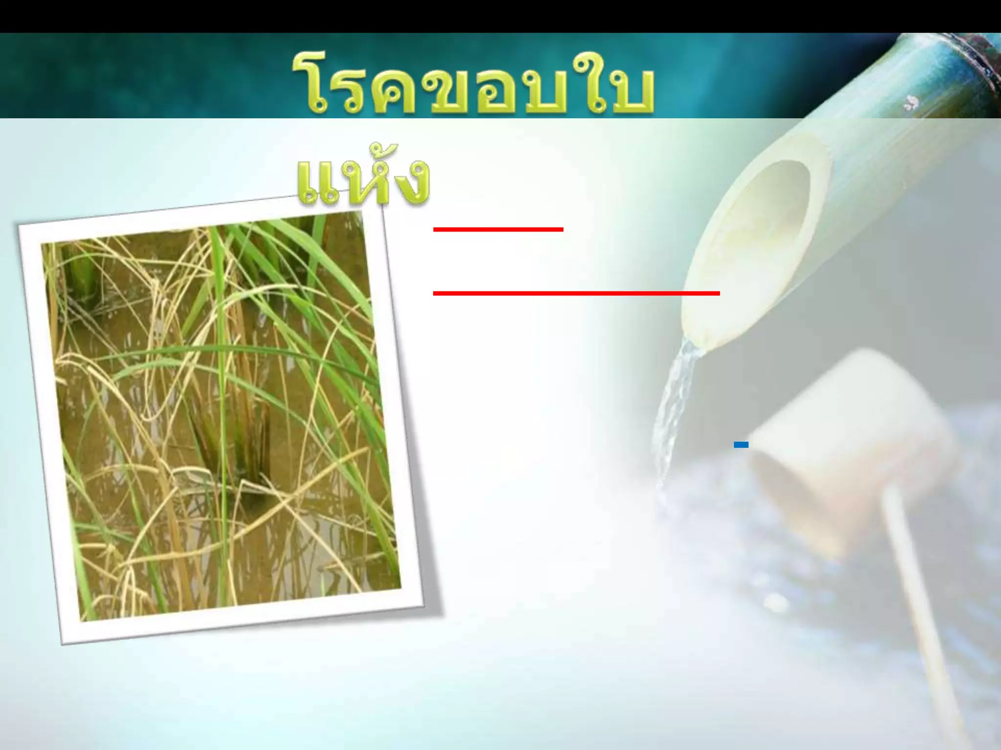 โรคขอบใบแห้งสาเหตุ	เชื้อแบคทีเรียลักษณะอาการ		ระยะกล้ามีจุดเล็กลักษณะฉ่ำน้ำที่ขอบใบล่าง ต่อมา 7-10 วัน จุดขยายเป็นทางสีเหลืองยาวตามใบ ใบแห้งเร็ว ส่วนที่ยังมีสีเขียวเปลี่ยนเป็นสีเทา ถ้าอาการรุนแรงต้นข้าวอาจเหี่ยวตายทั้งต้น หากน้ำต้นกล้าที่ได้รับเชื้อไปปักดำ ต้นกล้าจะเหี่ยวตายในเวลารวดเร็ว