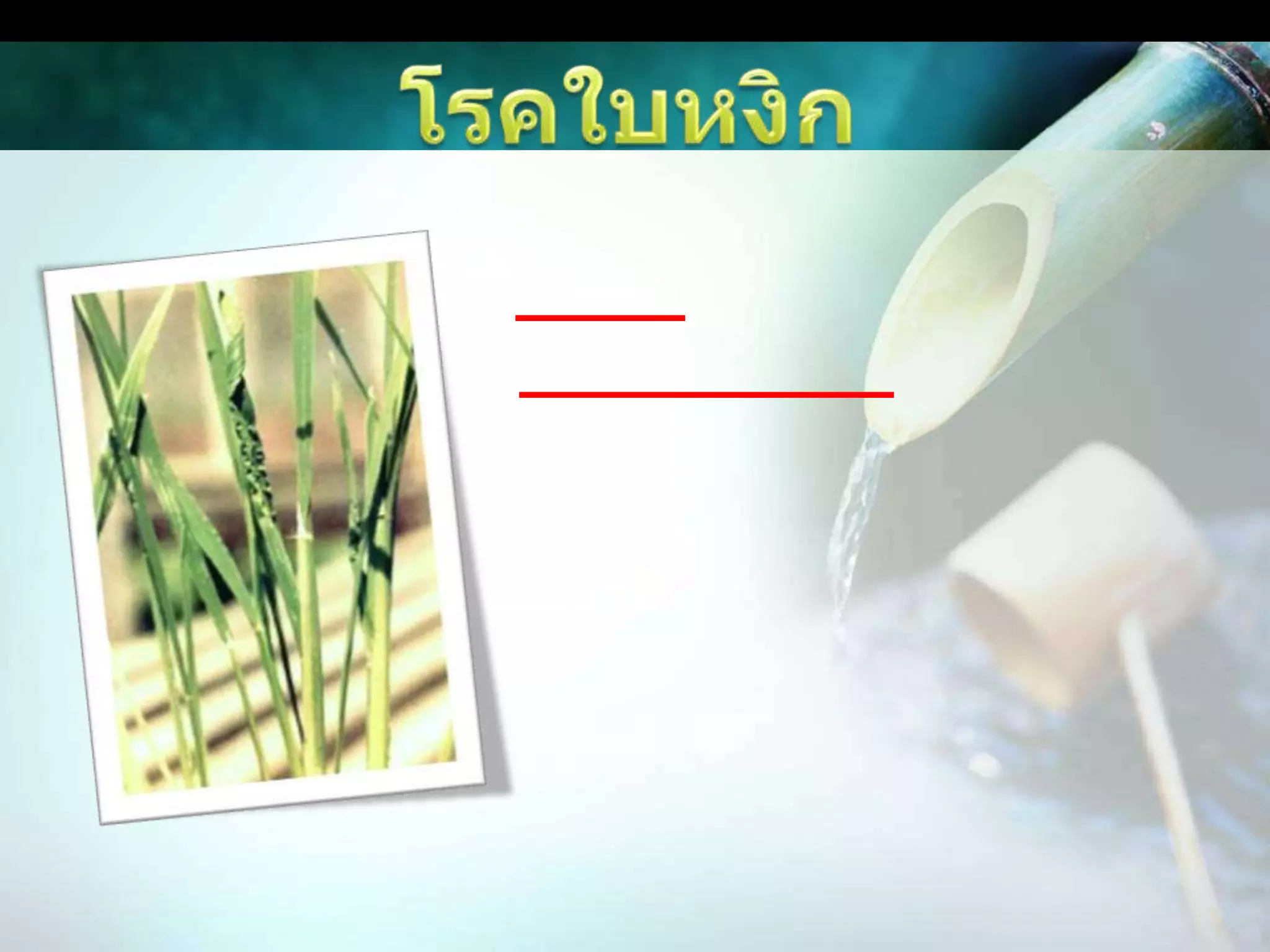 โรคใบหงิก	สาเหตุ	เชื้อไวรัสลักษณะอาการ		ต้นเตี้ยแคระแกร็น ใบสีเขียวเข้ม ใบแคบและสั้นกว่าปกติ ปลายใบบิดเป็นเกลียว อาจพบอาการขอบใบแหว่งวิ่น และเส้นใบบวมที่หลังใบและกาบใบข้าว ต้นที่เป็นโรคจะออกรวงช้า รวงไม่สมบูรณ์ เปอร์เซ็นต์เมล็ดลีบสูง คุณภาพข้าวต่ำ