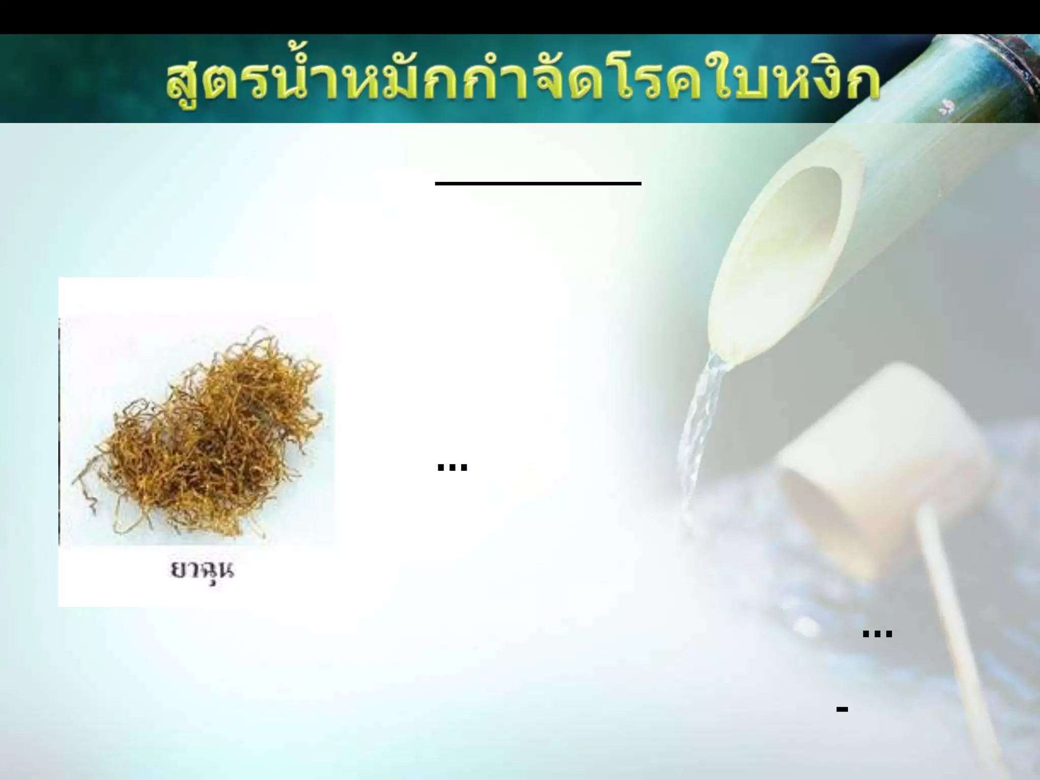 สูตรน้ำหมักกำจัดโรคใบหงิกยา สูบ ยาฉุน :(1) ใช้ส่วนต้นสดแก่จัด(แกนกลางมีสารมากที่สุด) และใบสดแก่ บดละเอียดหรือสับเล็ก 1 กก. แช่น้ำ 20 ลิตร นาน 48 ชม. หรือต้มพอเดือดแล้วปล่อยให้เย็น ได้หัวเชื้อ อัตราใช้ หัวเชื้อ 1 ลิตร/น้ำ 20 ลิตร …(2) ใช้ยาเส้นหรือยาฉุน 2 กก. ผสมน้ำ 100 ลิตร คนบ่อยๆ จนน้ำเป็นสีน้ำตาลไหม้ ได้หัวเชื้อ อัตราใช้ หัวเชื้อล้วนๆ ไม่ต้องเจือจางน้ำ …(3) ยาฉุนหรือยาเส้น 1 กก. ผสมน้ำ 2 ลิตร ต้มจนเดือดนาน 30-60 นาที ได้หัวเชื้อ อัตราใช้ หัวเชื้อที่ได้เจือจางน้ำ 60 ลิตร ฉีดพ่นให้ทั่วทรงพุ่มทุก 3-5 วัน ฉีดพ่นสารสกัดยาสูบยาฉุนในตอนเช้าอากาศปลอดโปร่งหรือตอนกลางวันอากาศขมุกขมัวไม่มีแสงแดด ได้ผลดีกว่าฉีดพ่นตอนกลางวันแดดร้อนจัดหรือตอนเย็น