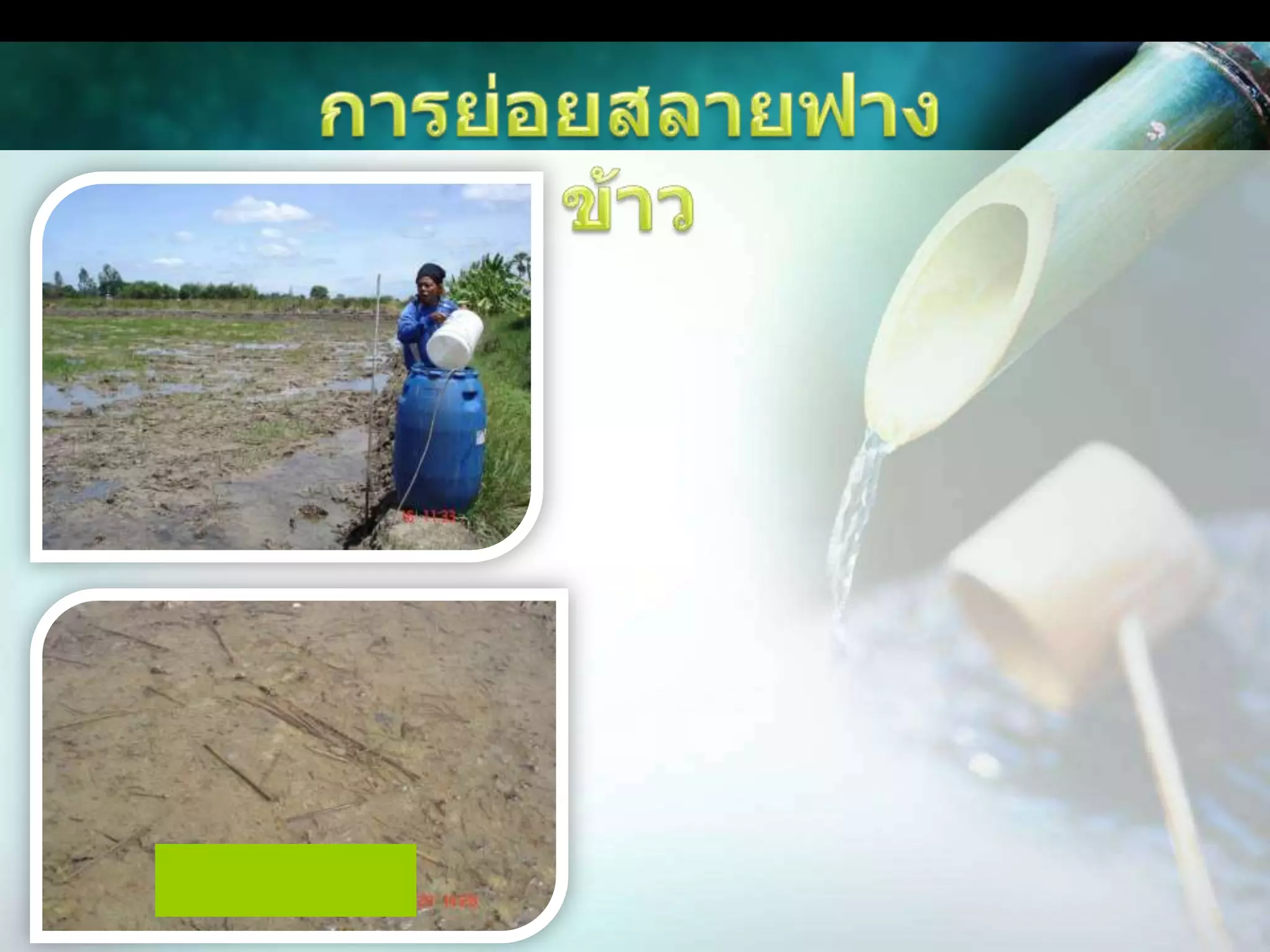 การย่อยสลายฟางข้าวการย่อยสลายฟางข้าว น้ำหมักจุลินทรีย์หน่อกล้วยช่วยเร่งการย่อยสลายเศษซากอินทรีย์วัตถุ หรือดับกลิ่นขยะของเน่าเสีย ฉีดพ่นด้วย จุลินทรีย์หน่อกล้วย 1 ลิตรต่อน้ำ 100 ลิตร กรณีหมักฟางในนาข้าว ใช้จุลินทรีย์หน่อกล้วย 10 ลิตร ต่อ พื้นนา 1 ไร่หลังหมักตอซัง 