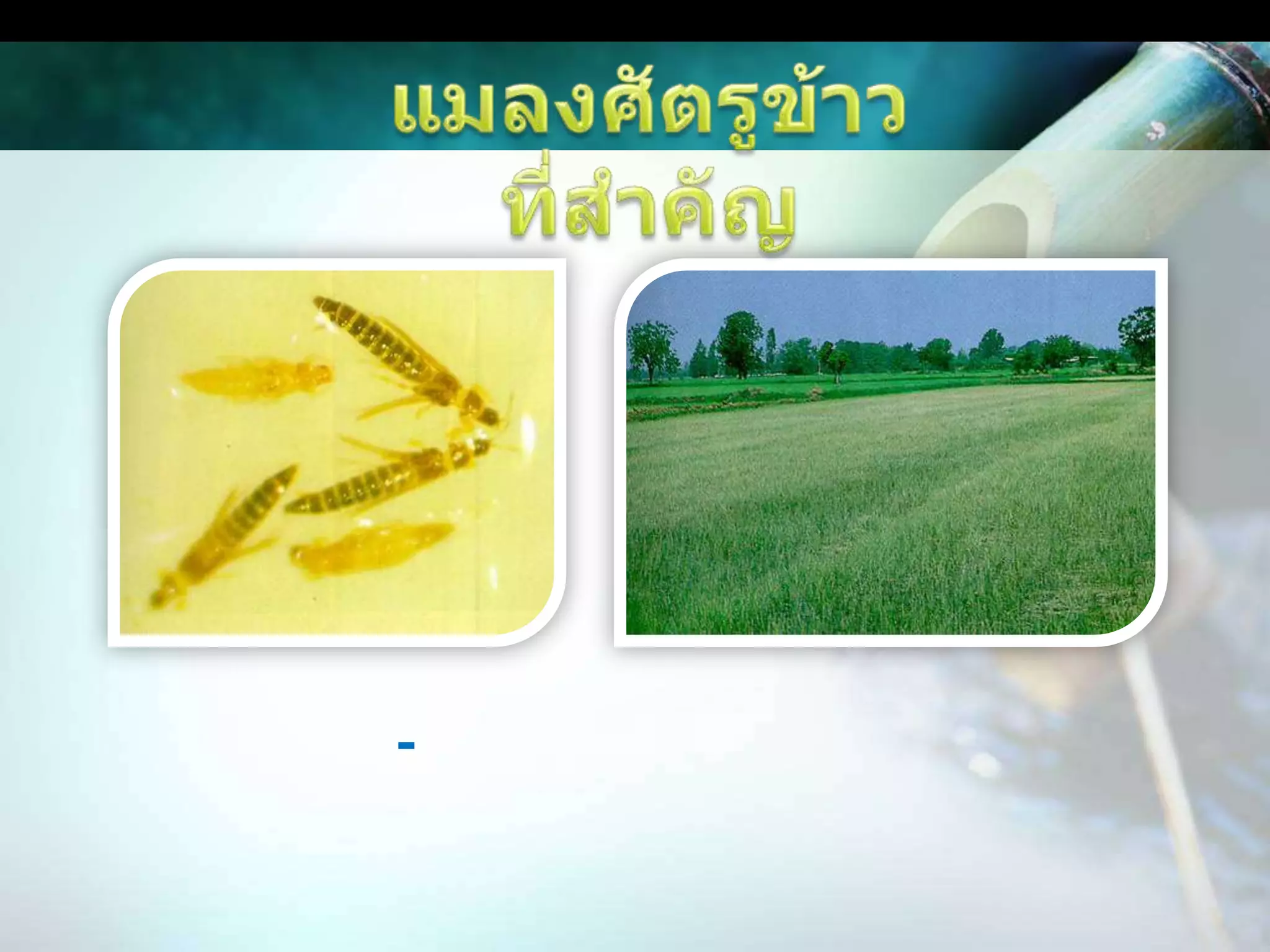 แมลงศัตรูข้าวที่สำคัญเพลี้ยไฟลักษณะการทำลาย	เพลี้ยไฟเป็นแมลงขนาดเล็ก ยาว 1-2 มิลลิเมตร ตัวเต็มวัยมีสีดำ ทำลายข้าวโดยดูดกินน้ำเลี้ยงจากใบข้าว ทำให้ปลายใบแห้ง ขอบใบม้วนเข้าหากัน ถ้าระบาดมากทำให้ข้าวตายทั้งแปลง