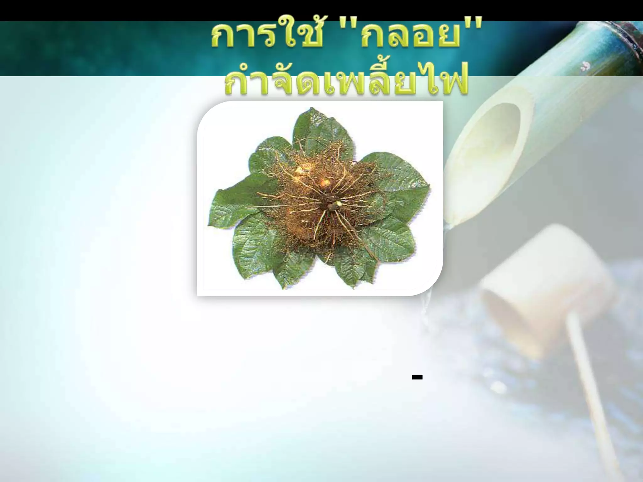 การใช้ ''กลอย'' กำจัดเพลี้ยไฟการใช้ ''กลอย'' กำจัดเพลี้ยไฟ นำหัวกลอยจำนวน 1 กก. มาโขลกให้ละเอียด แล้วนำไปหมักกับน้ำเปล่าจำนวน 1 ปี๊บ หมักทิ้งไว้ 1-2 คืน จากนั้นนำน้ำหมักที่ได้ไปฉีดพ่นฆ่าแมลง 