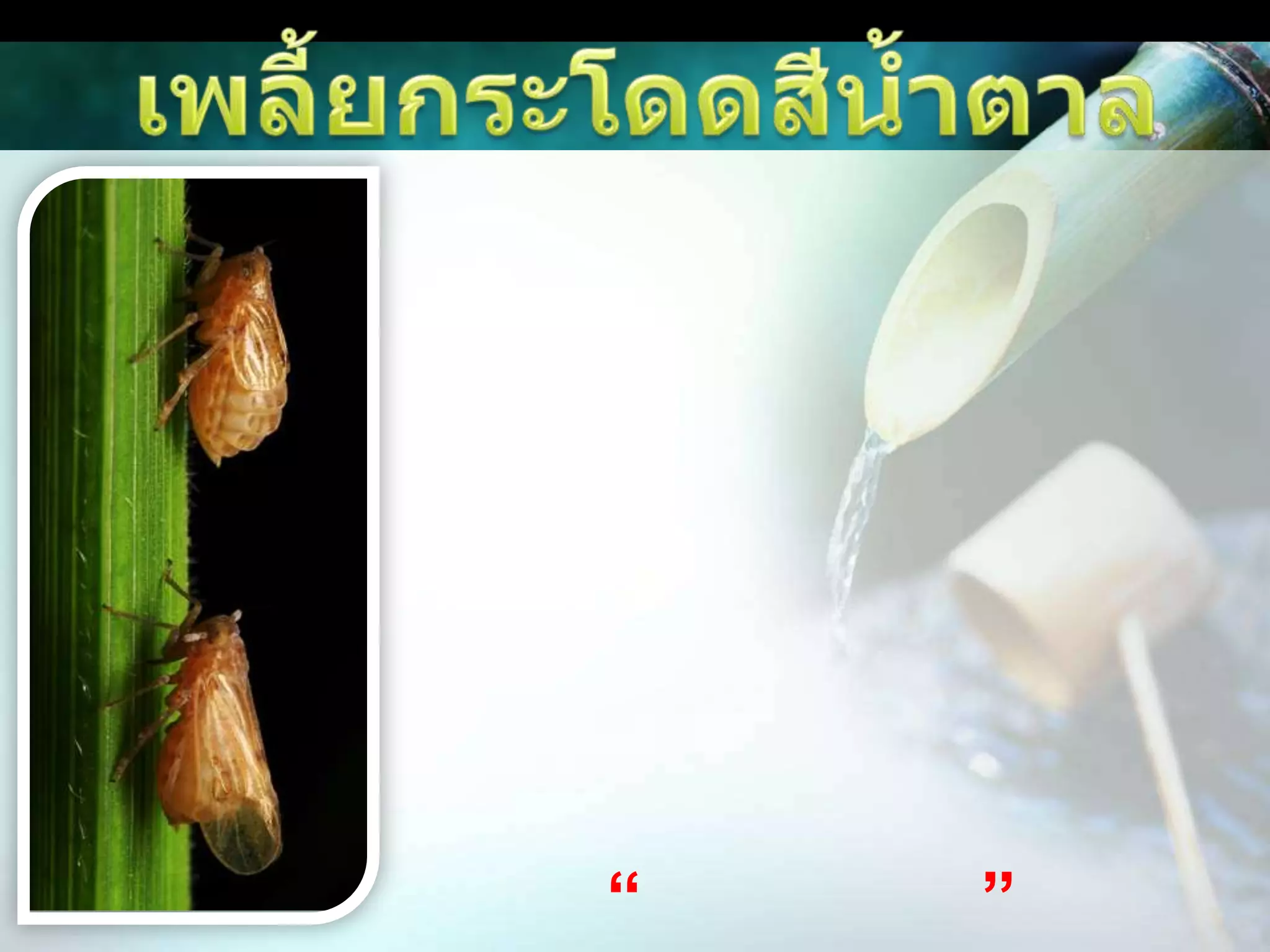 เพลี้ยกระโดดสีน้ำตาลเพลี้ยกระโดดสีน้ำตาลทั้งตัวอ่อนและตัวเต็มวัยทำลายข้าว โดยการดูดกินน้ำเลี้ยงบริเวณโคนต้นข้าว ทำให้ต้นข้าวมีอาการใบเหลืองแห้งลักษณะคล้ายถูกน้ำร้อนลวก แห้งตายเป็นหย่อมๆเรียก “อาการไหม้”      นอกจากนี้เพลี้ยกระโดดสีน้ำตาล ยังเป็นพาหะนำเชื้อไวรัสโรคใบหงิก โรคเขียวเตี้ย  มาสู่ต้นข้าว