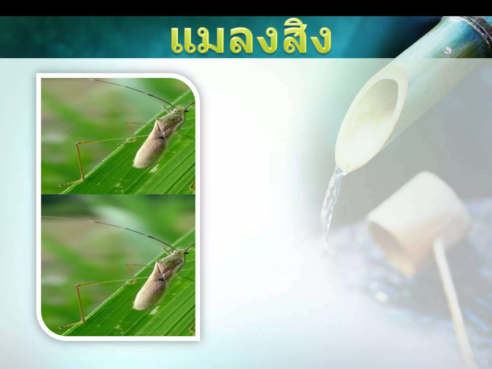 แมลงสิง      ตัวอ่อนและตัวเต็มวัยใช้ปากแทงดูดกินน้ำเลี้ยงจากเมล็ดข้าวระยะเป็นน้ำนมทำให้เมล็ดลีบหรือเมล็ดไม่สมบูรณ์ และผลผลิตข้าวลดลง         ข้อสังเกต ถ้ามีแมลงสิงระบาดในนาข้าวจะได้กลิ่นเหม็นฉุน