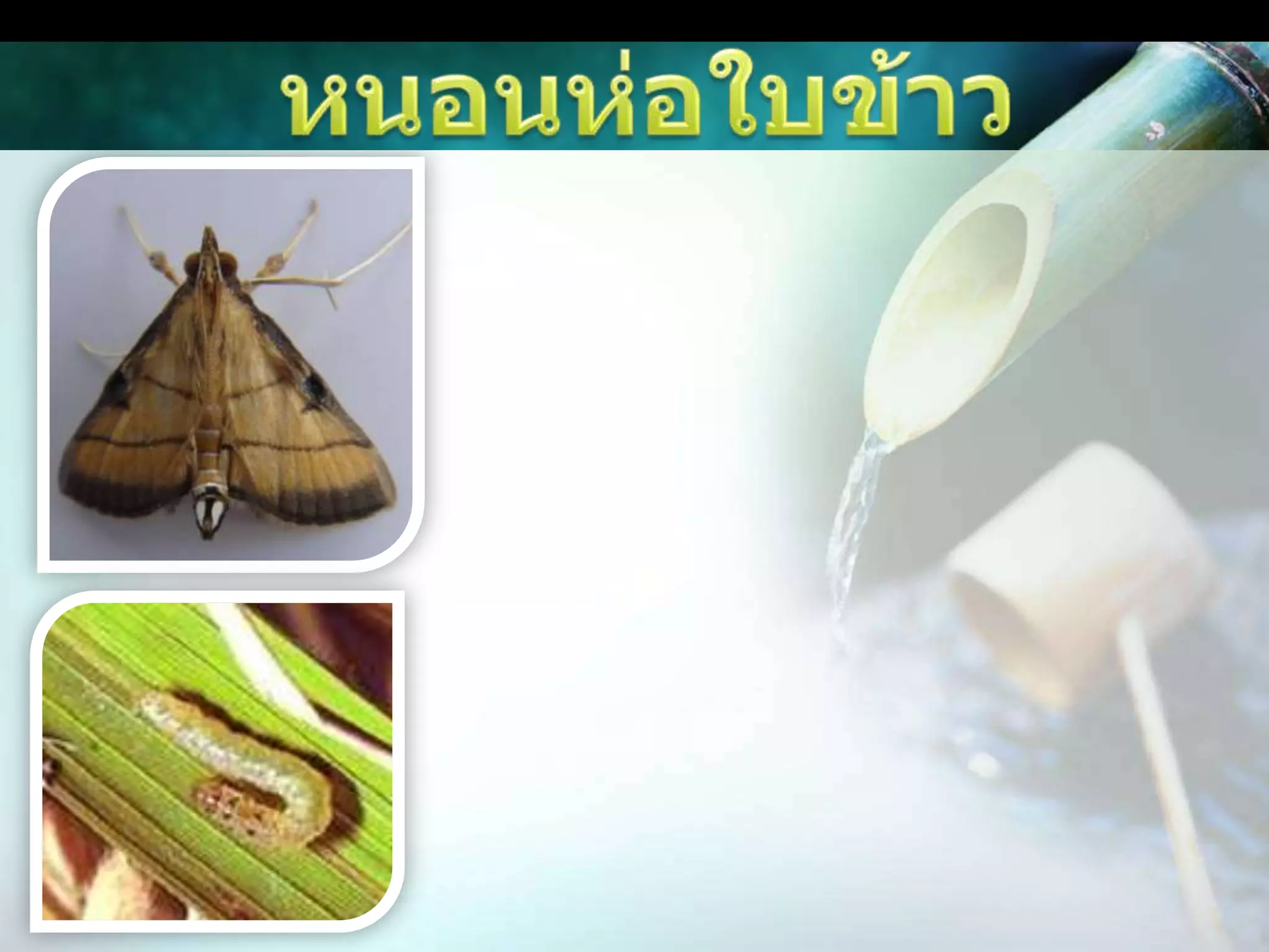 หนอนห่อใบข้าว      ตัวหนอนจะแทะผิวใบข้าวส่วนที่เป็นสีเขียว ทำให้เห็นเป็นแถบยาวสีขาว หนอนจะใช้ใยเหนียวดึงขอบใบข้าวทั้งสองด้านเข้าหากันเพื่อห่อหุ้มตัวไว้ จะพบการทำลายใบข้าวทุกระยะการเจริญเติบโตของข้าว ในระยะข้าวออกรวงหนอนจะทำลายใบธงซึ่งมีผลต่อผลผลิตเพราะทำให้ข้าวมีเมล็ดลีบ น้ำหนักลดลง      พบระบาดในนาเขตชลประทาน โดยเฉพาะแปลงข้าวที่ใส่ปุ๋ยอัตราสูง