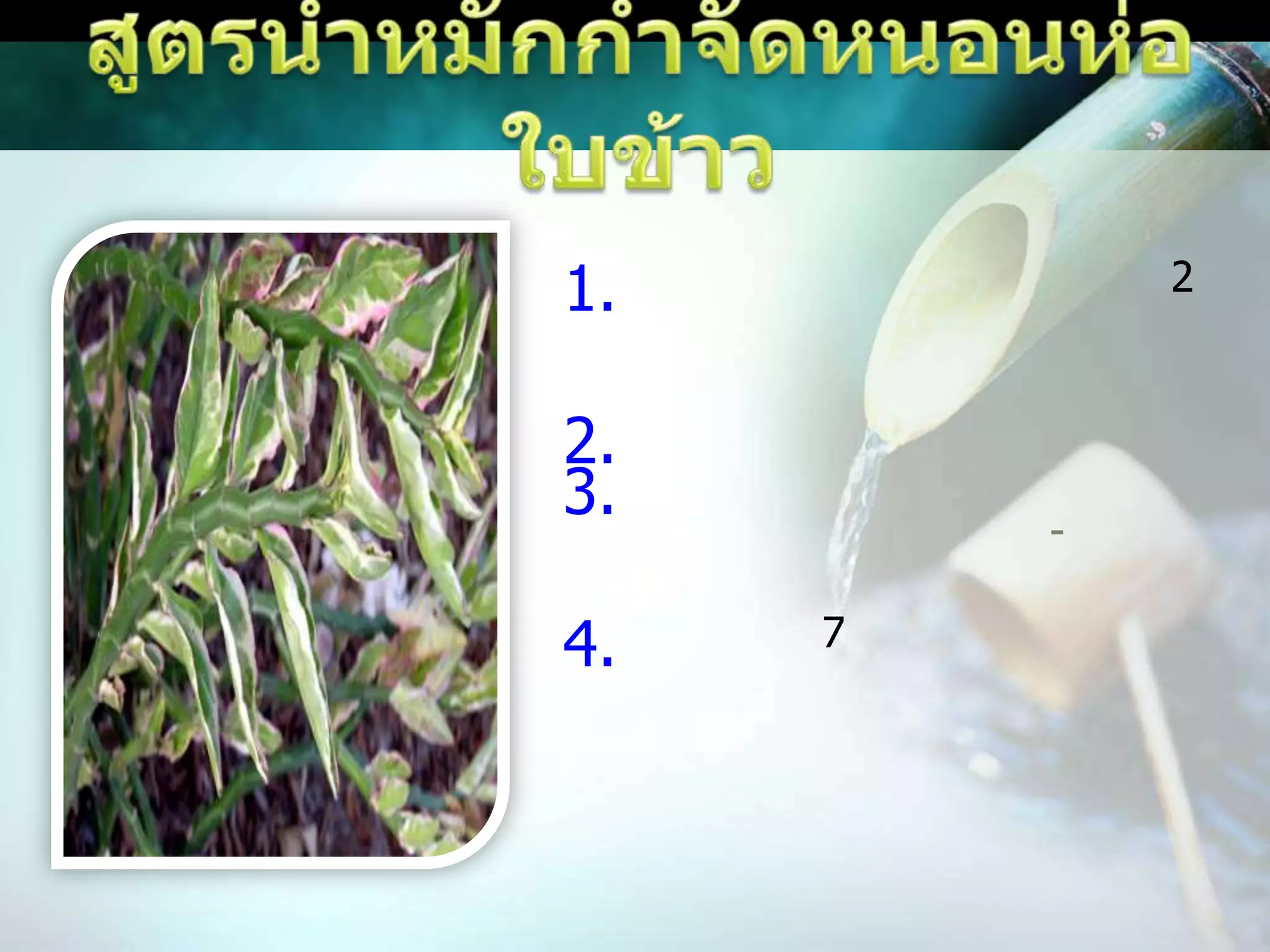 สูตรน้ำหมักกำจัดหนอนห่อใบข้าวสูตรน้ำหมักสแยกใช้ลำต้นของแสยกประมาณ  2 กิโลกรัม นำมาบดหรือทุบให้พอแตก ยาฉุน   1  กิโลกรัม จากนั้นนำไปแช่ในถังเทเหล้าขาว จนท่วม  ( ใช้ประมาณ 4 - 6 ขวด )  ทิ้งไว้นาน 7  คืน จากนั้นกรองเอาแต่น้ำหมักที่ได้ นำไปฉีดพ่นในนาข้าว จะช่วยป้องกันกำจัดหนอนชนิดต่างๆ (เช่นหนอนกระทู้  หนอนห่อใบข้าว  หนอนกอ เป็นต้น) วิธีใช้ น้ำหมัก  2  ช้อนโต๊ะ  + น้ำ  20  ลิตร +สารจับใบ 5 -10 ซีซี   ฉีดพ่นช่วงเช้าหรือเย็น