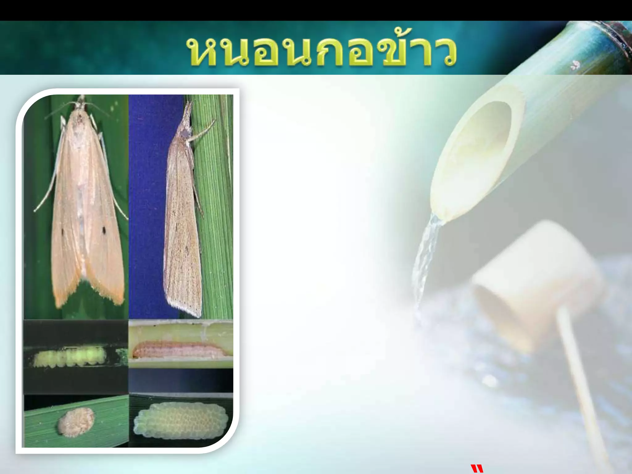 หนอนกอข้าวหนอนจะเจาะเข้าทำลายกาบใบ ทำให้กาบใบมีสีเหลืองหรือน้ำตาล ซึ่งจะเห็นเป็นอาการช้ำๆ เมื่อฉีกกาบใบดูจะพบตัวหนอน เมื่อหนอนโตขึ้นจะเข้ากัดกินส่วนของลำต้น ทำให้เกิดอาการใบเหี่ยวในระยะแรก ใบและยอดที่ถูกทำลายจะเหลืองในระยะต่อมา ซึ่งการทำลายในระยะข้าวแตกกอนี้ทำให้เกิดอาการ “ยอดเหี่ยว” ถ้าหนอนเข้าทำลายในระยะข้าวตั้งท้องหรือหลังจากข้าวออกรวงจะทำให้เมล็ดข้าวลีบทั้งรวง รวงข้าวมีสีขาวเรียกอาการนี้ว่า“ข้าวหัวหงอก” 